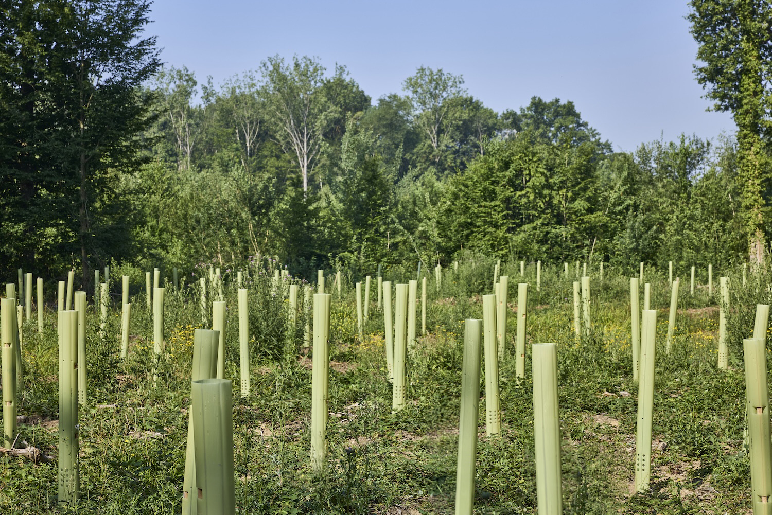 Jeunes plants protégés par des manchons Celtitube en lisière de forêt