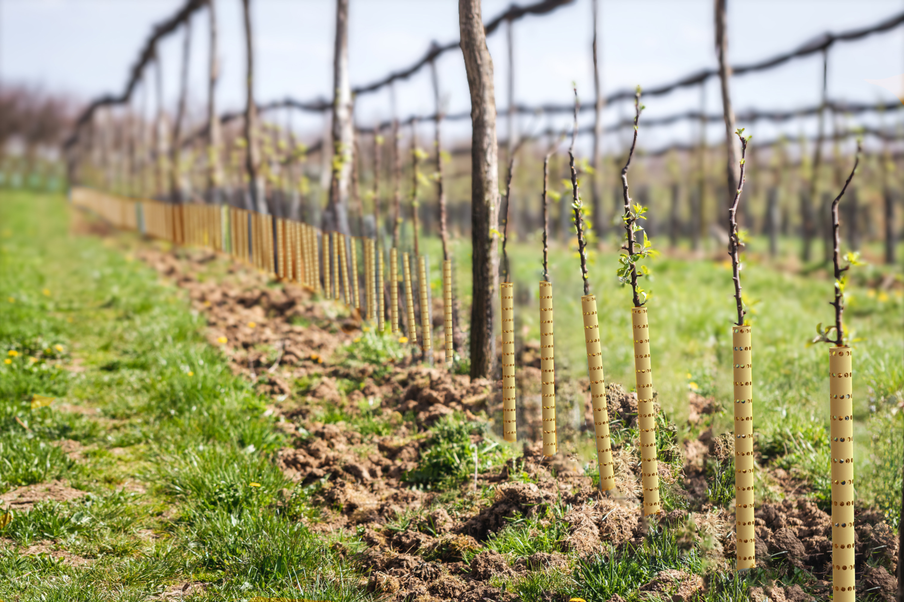Rangs de jeunes vignes protégés par des manchons Celtitube dans un vignoble