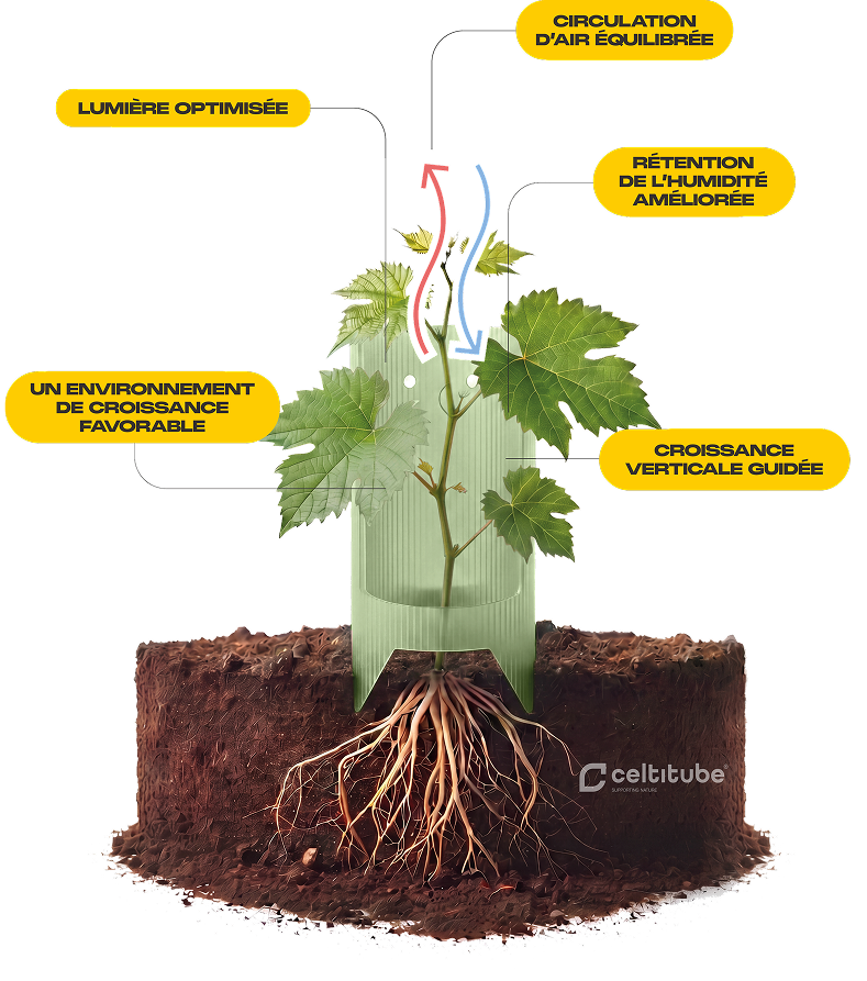 Coupe d'un manchon Celtitube autour d'un jeune plant de vigne, indiquant un environnement de croissance favorable, une lumière optimisée, des échanges d'air équilibrés, une meilleure rétention d'humidité et une croissance verticale guidée